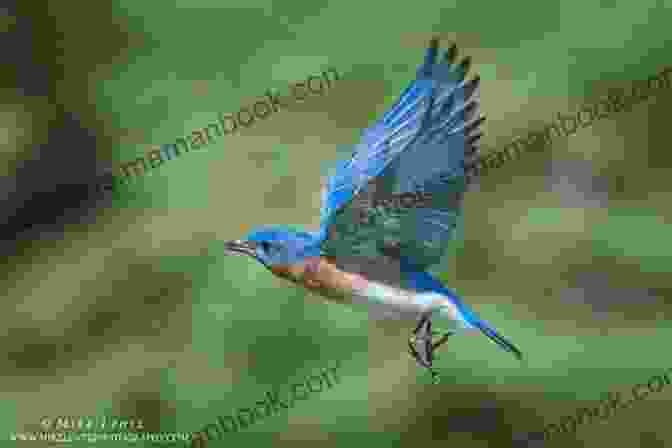 A Bluebird Soaring High In The Sky, Its Wings Extended, Signifying Freedom And Renewal Bluebird: Poems James Crews