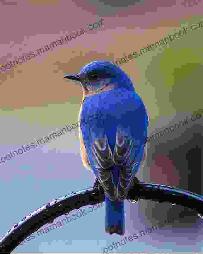 A Lone Bluebird Perched On A Branch, Its Blue Plumage Shimmering In The Sunlight Bluebird: Poems James Crews