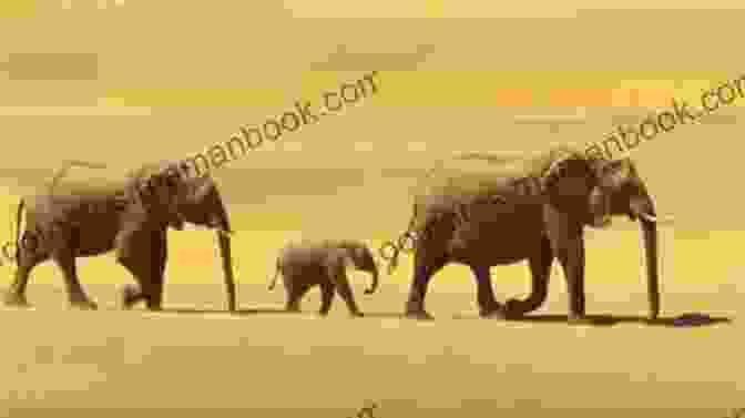 A Photo Of A Group Of Elephants Walking Across The Kalahari Desert. Cry Of The Kalahari Mark Owens