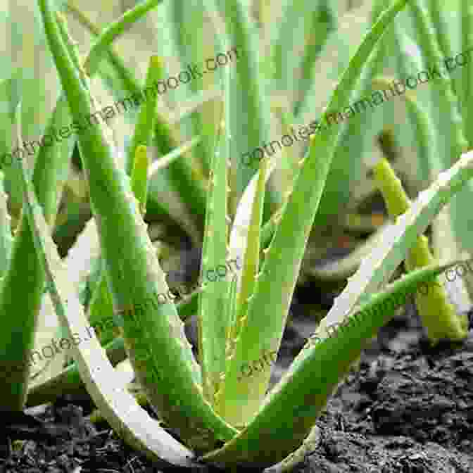 An Aloe Vera Plant Heartburn Cures Handbook: Easy Fast Acid Reflux Relief Using Natural Remedies And Treatments