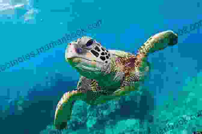 Majestic Sea Turtle Swimming Gracefully In The Caribbean Sea Wild Rage: A Coastal Caribbean Adventure (Tyson Wild Thriller 23)