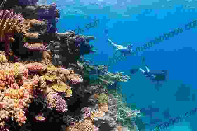 Snorkelers Exploring The Vibrant Underwater World Of Coral Reefs And Marine Life Wild Rage: A Coastal Caribbean Adventure (Tyson Wild Thriller 23)